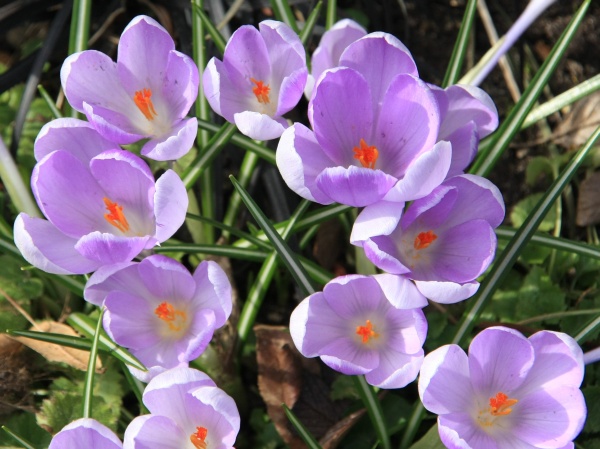 Fruehling 2009   066.jpg